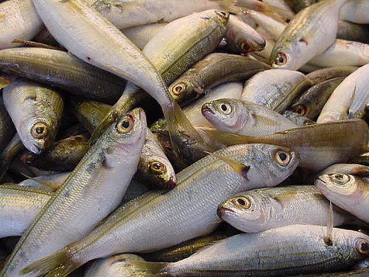 psaria